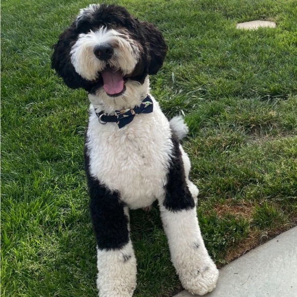 Pet Bowtie in a Green Christmas Holly - Picture 8 of 12